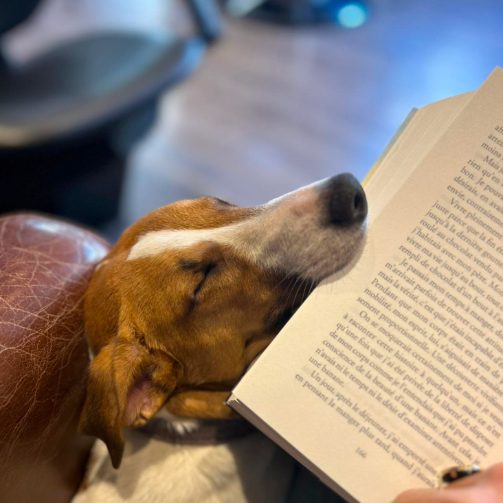 Charlie, le chien du salon